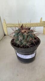 THELOCACTUS Hexaedrophorus Nº 105 – VASO 15