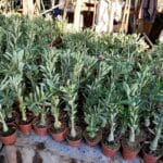 KIT 10 Plantas Cavalo / Porta-Enxerto