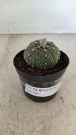 ASTROPHYTUM ASTERIAS Nº 886 "6 quinas" – vaso 09 - Imagem 2
