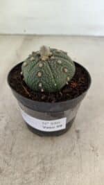 ASTROPHYTUM ASTERIAS Nº 886 "6 quinas" – vaso 09 - Imagem 8