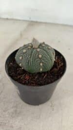 ASTROPHYTUM ASTERIAS Nº 886 "6 quinas" – vaso 09 - Imagem 7