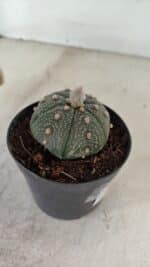 ASTROPHYTUM ASTERIAS Nº 886 "6 quinas" – vaso 09 - Imagem 6