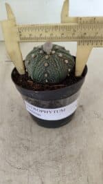 ASTROPHYTUM ASTERIAS Nº 886 "6 quinas" – vaso 09 - Imagem 5