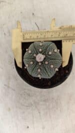 ASTROPHYTUM ASTERIAS Nº 886 "6 quinas" – vaso 09