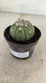 ASTROPHYTUM ASTERIAS Nº 887 – vaso 09 - Imagem 2