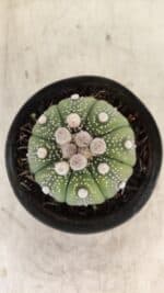 ASTROPHYTUM ASTERIAS Nº 887 – vaso 09 - Imagem 3