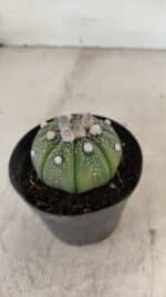 ASTROPHYTUM ASTERIAS Nº 887 – vaso 09 - Imagem 9