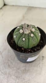 ASTROPHYTUM ASTERIAS Nº 887 – vaso 09 - Imagem 8