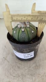 ASTROPHYTUM ASTERIAS Nº 887 – vaso 09 - Imagem 4