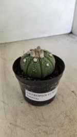 ASTROPHYTUM ASTERIAS Nº 887 – vaso 09 - Imagem 6