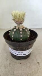 ASTROPHYTUM ASTERIAS "Nudum" Nº 887 – vaso 11 - Imagem 2