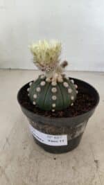 ASTROPHYTUM ASTERIAS "Nudum" Nº 887 – vaso 11 - Imagem 8
