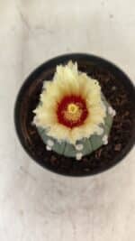 ASTROPHYTUM ASTERIAS "Nudum" Nº 887 – vaso 11 - Imagem 3
