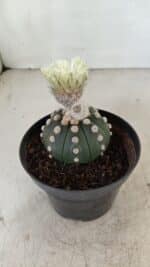 ASTROPHYTUM ASTERIAS "Nudum" Nº 887 – vaso 11 - Imagem 6