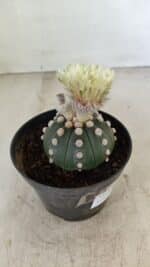 ASTROPHYTUM ASTERIAS "Nudum" Nº 887 – vaso 11 - Imagem 7