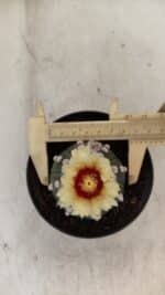 ASTROPHYTUM ASTERIAS "Nudum" Nº 887 – vaso 11 - Imagem 5