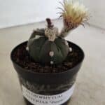 ASTROPHYTUM ASTERIAS “Purple”  Nº 1000 – vaso 09