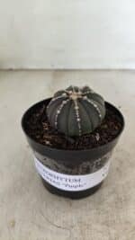 ASTROPHYTUM ASTERIAS “Purple”  Nº 1001 – vaso 09 - Imagem 2