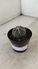 ASTROPHYTUM ASTERIAS “Purple”  Nº 1001 – vaso 09 - Imagem 8