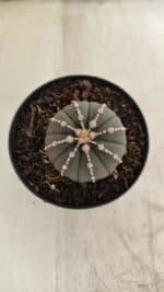 ASTROPHYTUM ASTERIAS “Purple”  Nº 1001 – vaso 09 - Imagem 3