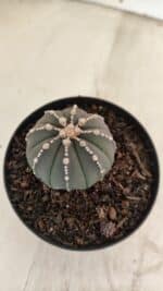 ASTROPHYTUM ASTERIAS “Purple”  Nº 1001 – vaso 09 - Imagem 7