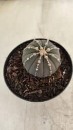 ASTROPHYTUM ASTERIAS “Purple”  Nº 1001 – vaso 09 - Imagem 6