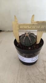 ASTROPHYTUM ASTERIAS “Purple”  Nº 1001 – vaso 09 - Imagem 4