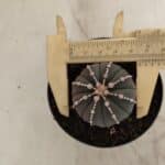 ASTROPHYTUM ASTERIAS “Purple”  Nº 1001 – vaso 09