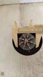 ASTROPHYTUM ASTERIAS “Purple”  Nº 1001 – vaso 09