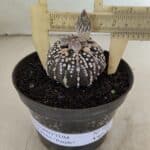 ASTROPHYTUM ASTERIAS “Purple”  Nº 1003 – vaso 09
