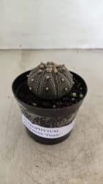 ASTROPHYTUM ASTERIAS “Purple”  Nº 1004 – vaso 09 - Imagem 2