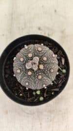 ASTROPHYTUM ASTERIAS “Purple”  Nº 1004 – vaso 09 - Imagem 3