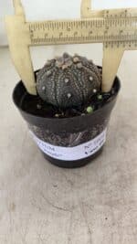 ASTROPHYTUM ASTERIAS “Purple”  Nº 1004 – vaso 09 - Imagem 5
