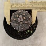 ASTROPHYTUM ASTERIAS “Purple”  Nº 1004 – vaso 09