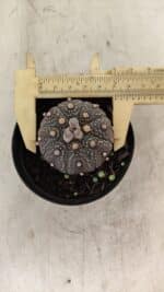 ASTROPHYTUM ASTERIAS “Purple”  Nº 1004 – vaso 09