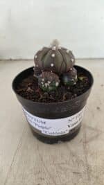 ASTROPHYTUM ASTERIAS “Purple” Colonia  Nº 1005 – vaso 09 - Imagem 2