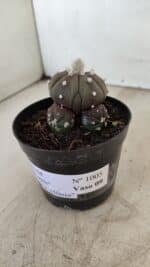 ASTROPHYTUM ASTERIAS “Purple” Colonia  Nº 1005 – vaso 09 - Imagem 10