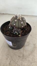 ASTROPHYTUM ASTERIAS “Purple” Colonia  Nº 1005 – vaso 09 - Imagem 8