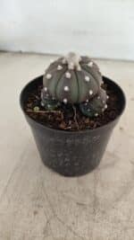 ASTROPHYTUM ASTERIAS “Purple” Colonia  Nº 1005 – vaso 09 - Imagem 7