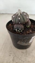 ASTROPHYTUM ASTERIAS “Purple” Colonia  Nº 1005 – vaso 09 - Imagem 6