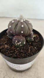 ASTROPHYTUM ASTERIAS “Purple” Colonia  Nº 1005 – vaso 09 - Imagem 3