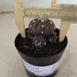 ASTROPHYTUM ASTERIAS “Purple” Colonia  Nº 1005 – vaso 09