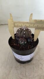 ASTROPHYTUM ASTERIAS “Purple” Colonia  Nº 1005 – vaso 09