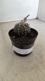 ASTROPHYTUM ASTERIAS “Purple”  Nº 1006 – vaso 09 - Imagem 9