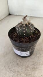 ASTROPHYTUM ASTERIAS “Purple”  Nº 1006 – vaso 09 - Imagem 8