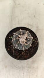ASTROPHYTUM ASTERIAS “Purple”  Nº 1006 – vaso 09 - Imagem 3