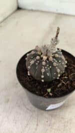 ASTROPHYTUM ASTERIAS “Purple”  Nº 1006 – vaso 09 - Imagem 6