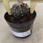 ASTROPHYTUM ASTERIAS “Purple”  Nº 1006 – vaso 09