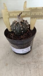ASTROPHYTUM ASTERIAS “Purple”  Nº 1006 – vaso 09
