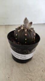 ASTROPHYTUM ASTERIAS “Purple”  Nº 1007 – vaso 09 - Imagem 2